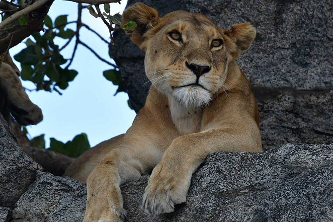 Big Five Classic Safari in Tanzania **Sustainable Travel approach - Day 1: Kilimanjaro Airport to Moshi