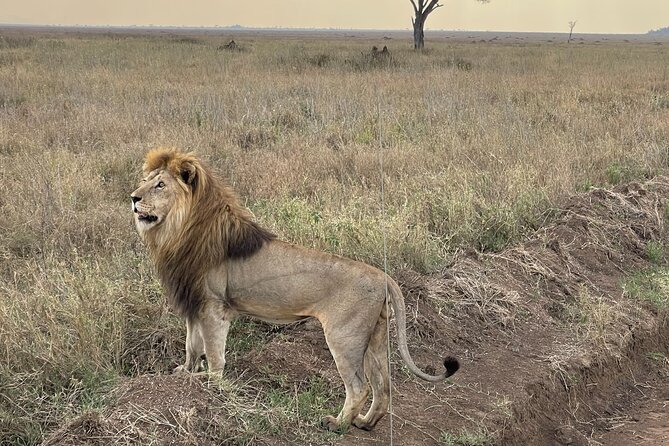 Big Five Dream Safari - Tarangire begins the wildlife search