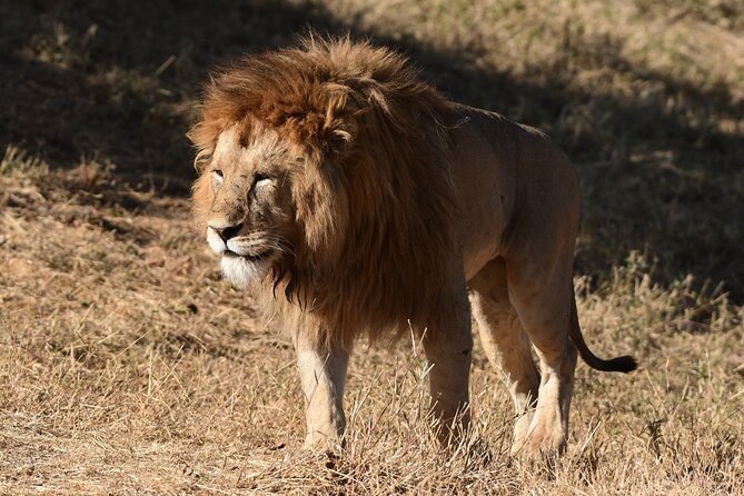 Big Five Luxury 7 Days Safari Tour in Arusha - Day 5: Ngorongoro Crater and the best rhino opportunity