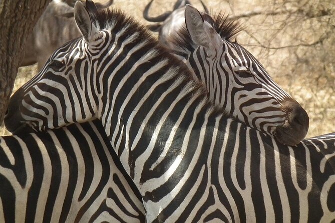 Big Five Luxury 7 Days Safari Tour in Arusha - Day 6: Lake Manyara for a shorter final game drive