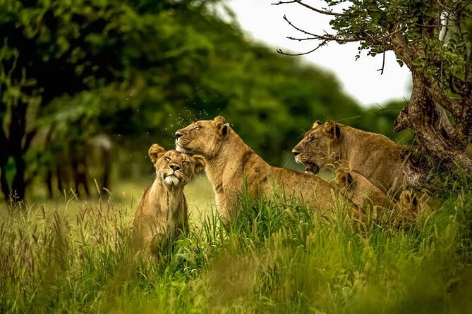 Big Five Luxury 7 Days Safari Tour in Arusha - What luxury means on this safari