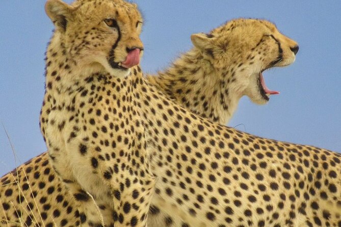 Big Five Luxury 7 Days Safari Tour in Arusha - Day 3: The long road to Serengeti and Olduvai Gorge