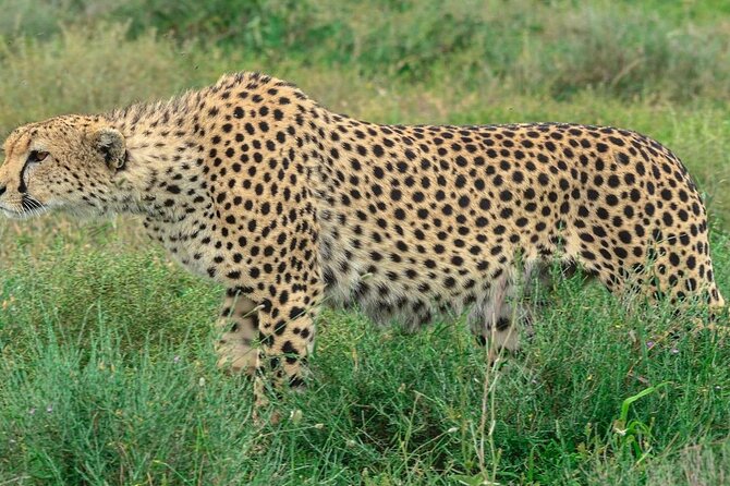 Big Five Luxury Safari in Tanzania - Day 5: Down into Ngorongoro Crater