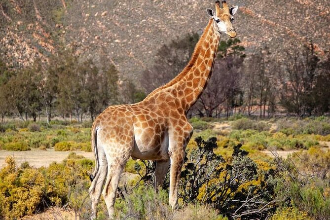 Big Five Safari Experience Near Cape Town ,South Africa - Arriving at Aquila Private Game Reserve