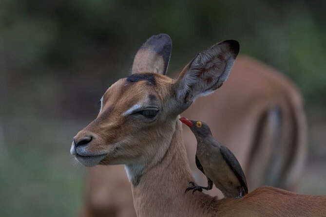Big Five Safari In Tanzania - A seven-day route through northern Tanzania