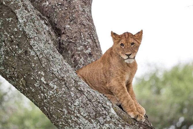 Big Five Safari In Tanzania - Day four: Across Ngorongoro Highlands to the Serengeti