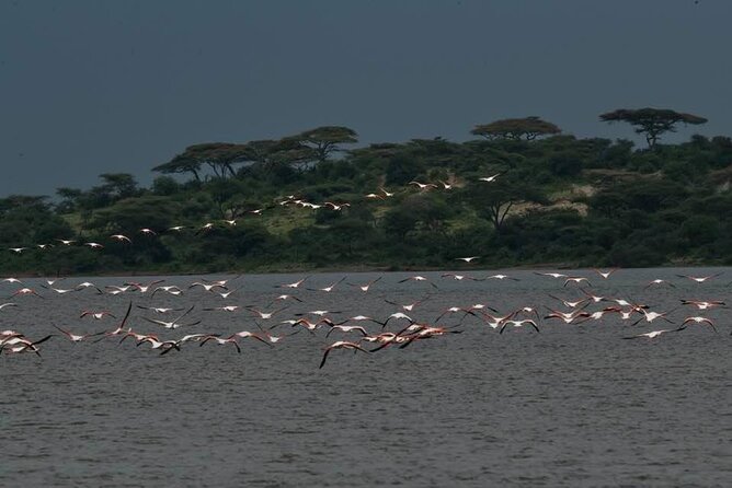 Big Five Safari In Tanzania - Day five: A full Serengeti game-drive day