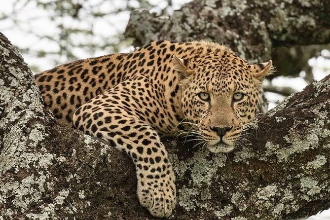 Big Five Safari In Tanzania - Day six: Down into Ngorongoro Crater