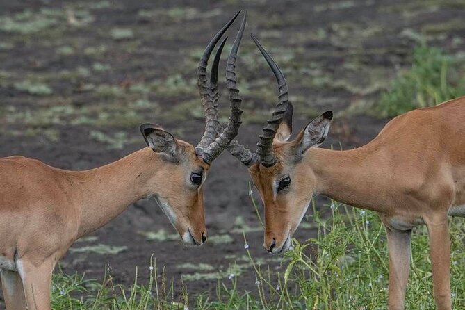 Big Five Safari In Tanzania - Day seven: Return to Arusha or the airport
