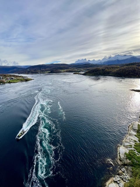 Bodø: Saltstraumen RIB Safari - Key points to know before booking