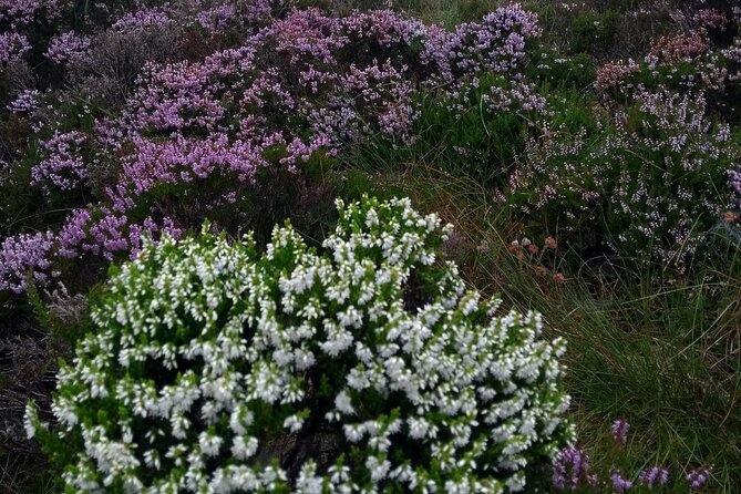 Bog Safari Hike - Traditional turf cutting and local life