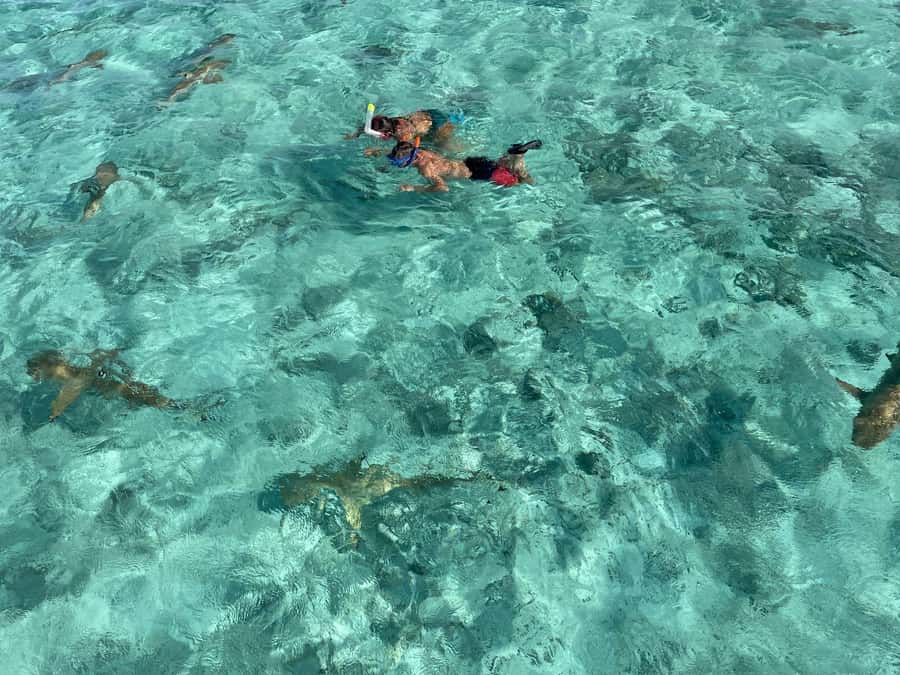 Bora Bora: 1/2 day lagoon safari - Shared tour - Four hours on Bora Bora’s lagoon