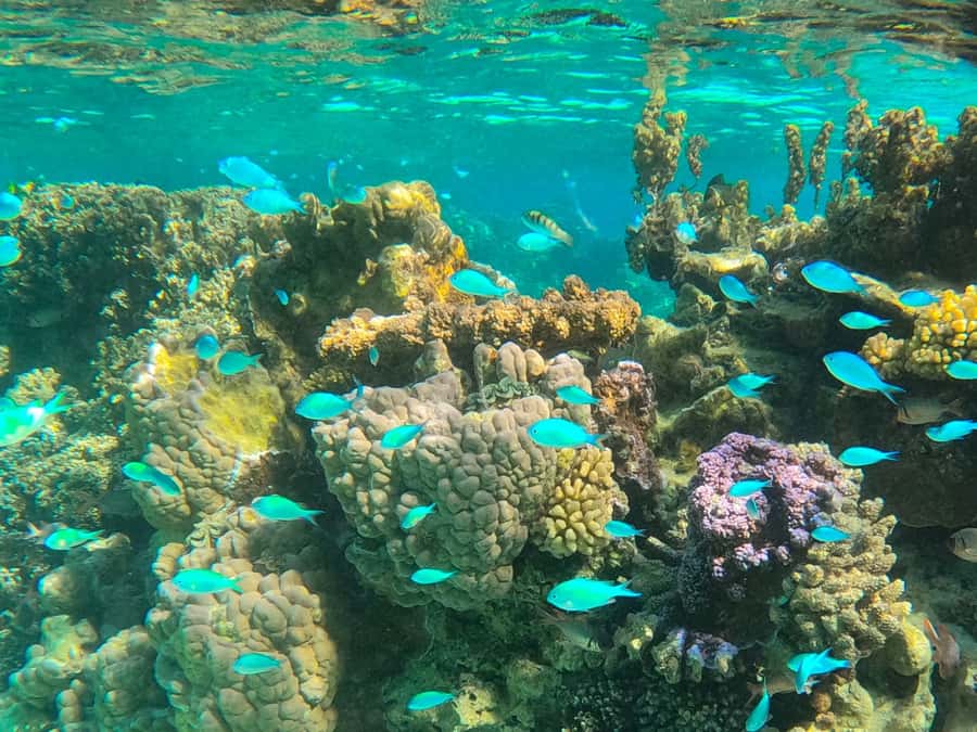 Bora Bora: 1/2 day lagoon safari - Shared tour - Coral gardens and the best snorkeling