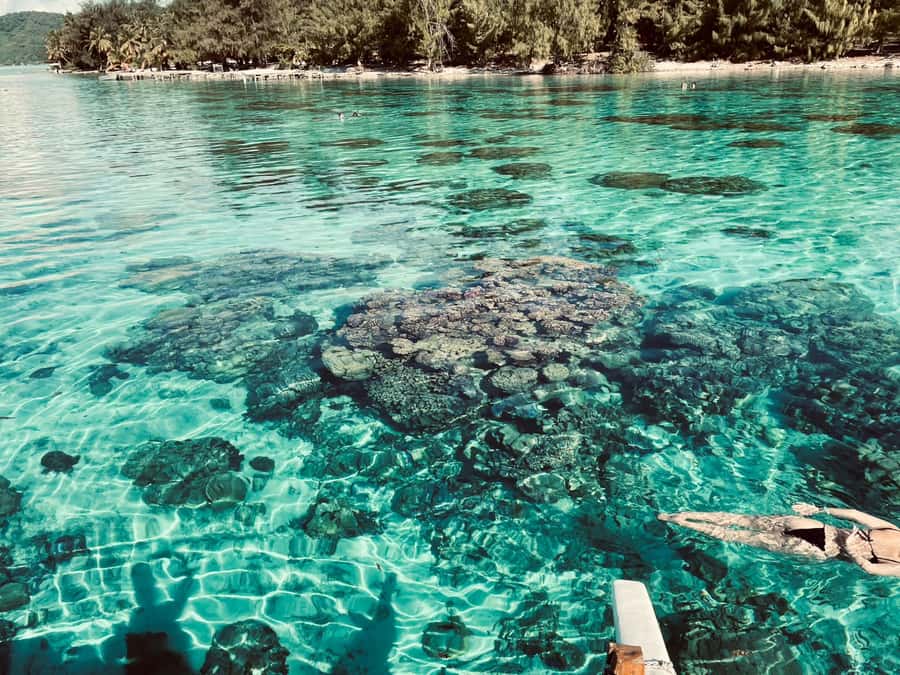 Bora Bora: 1/2 day lagoon safari - Shared tour - What is included for $117