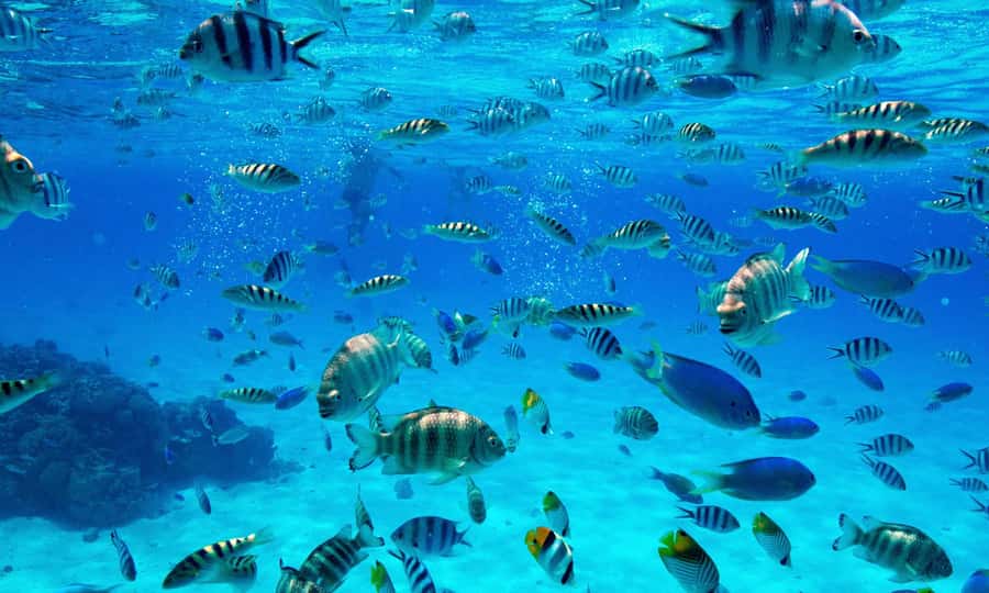 Bora Bora: 1/2 day lagoon safari - Shared tour - A practical way to plan the day