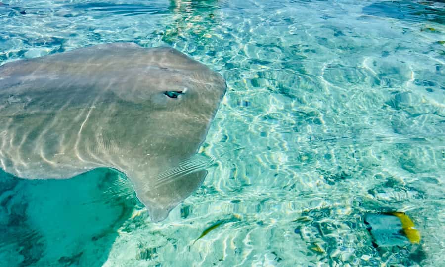 Bora Bora: 1/2 day lagoon safari - Shared tour - The first water stop: sharks and rays