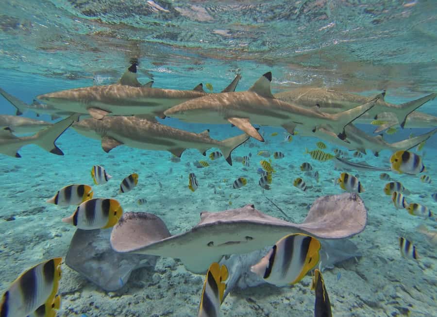 Bora Bora by Land and Sea: 4WD Safari and Snorkel - Lunch at Bloody Mary’s, or Lucky House Fare Manuia