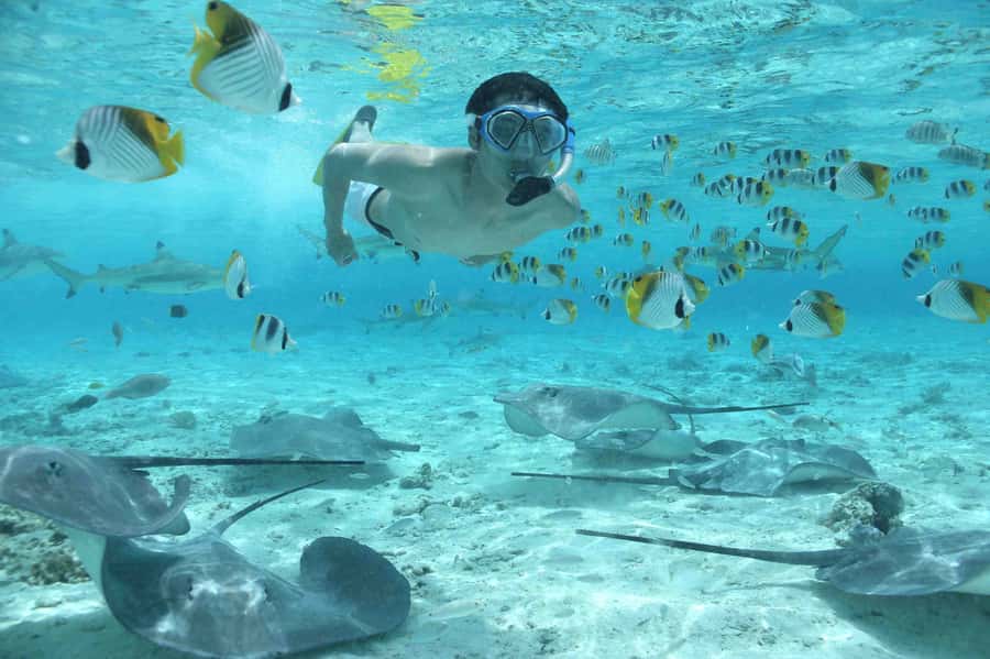 Bora Bora: Eco Shark and Snorkeling Safari - Three stops that give the afternoon its shape