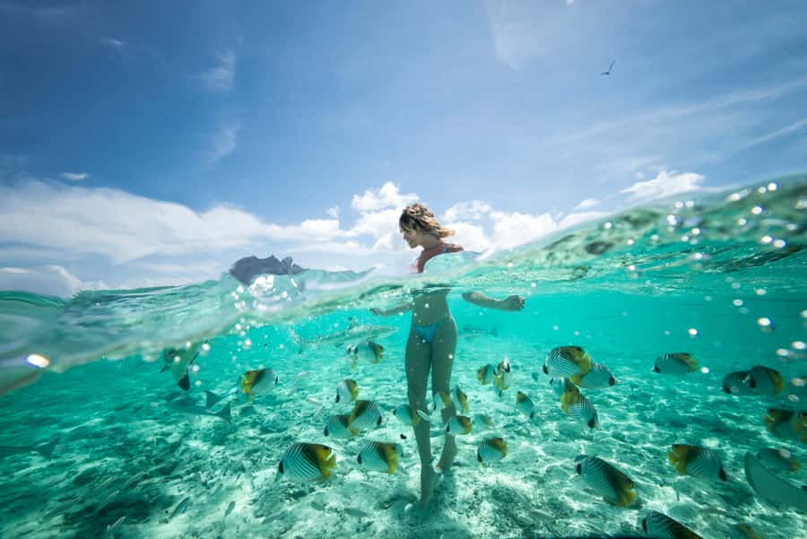 Bora Bora: Eco Shark and Snorkeling Safari - Black-tip sharks without the circus