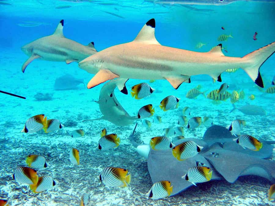 Bora Bora: Eco Shark and Snorkeling Safari - The coral garden is more than a filler stop