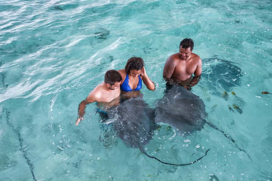 Bora Bora: Eco Shark and Snorkeling Safari - What you might see beyond the main attractions