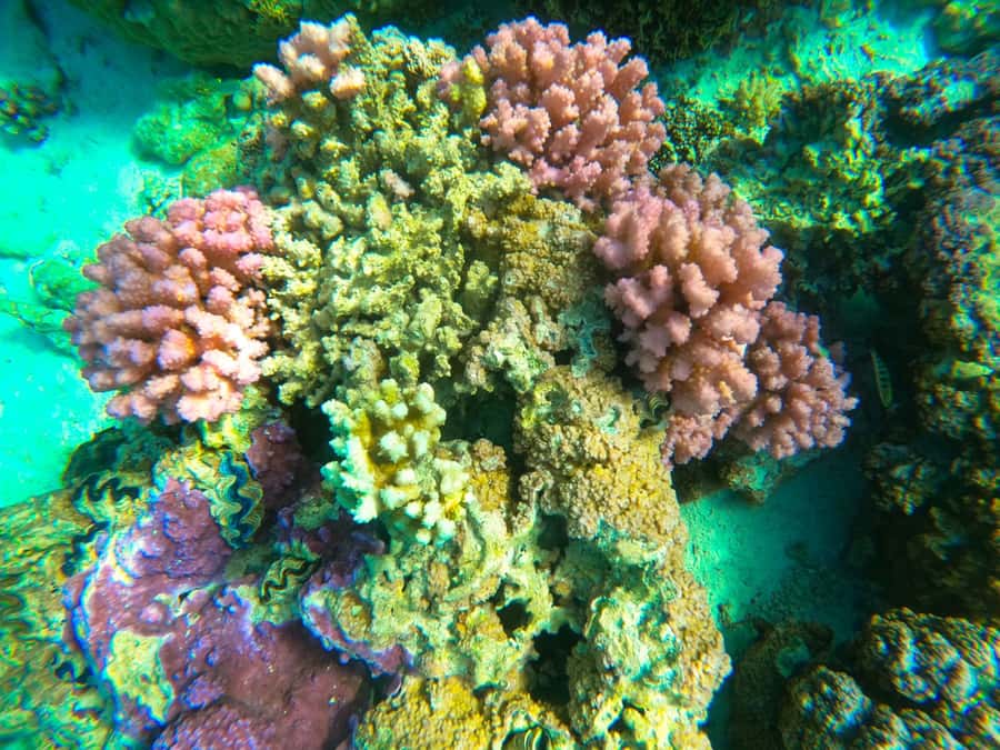 Bora Bora: Full day Lagoon Safari & Lunch on a Motu - ST - Key points at a glance