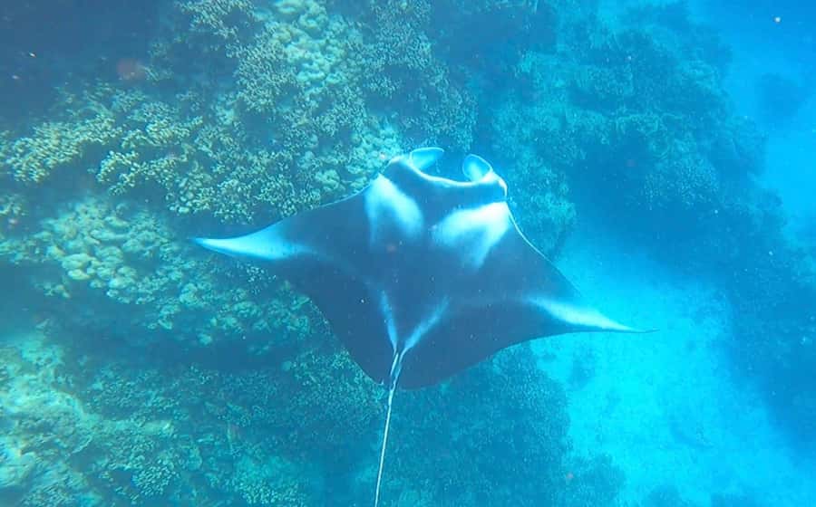 Bora Bora: Full day Lagoon Safari & Lunch on a Motu - ST - Meeting sharks and stingrays in the lagoon