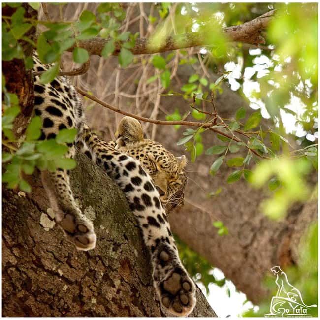 Budget Yala Safari with Accomadation & Meals Included - The afternoon safari from noon to 6:00 pm