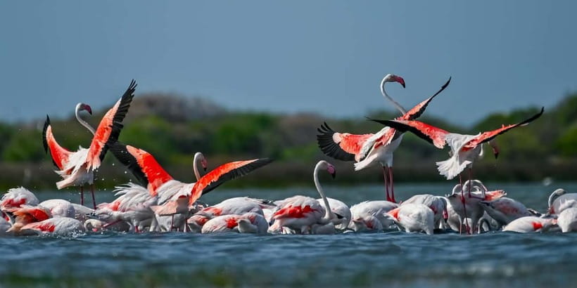 Bundala National Park Safari (PRIVATE TOURS) - Key points before you book