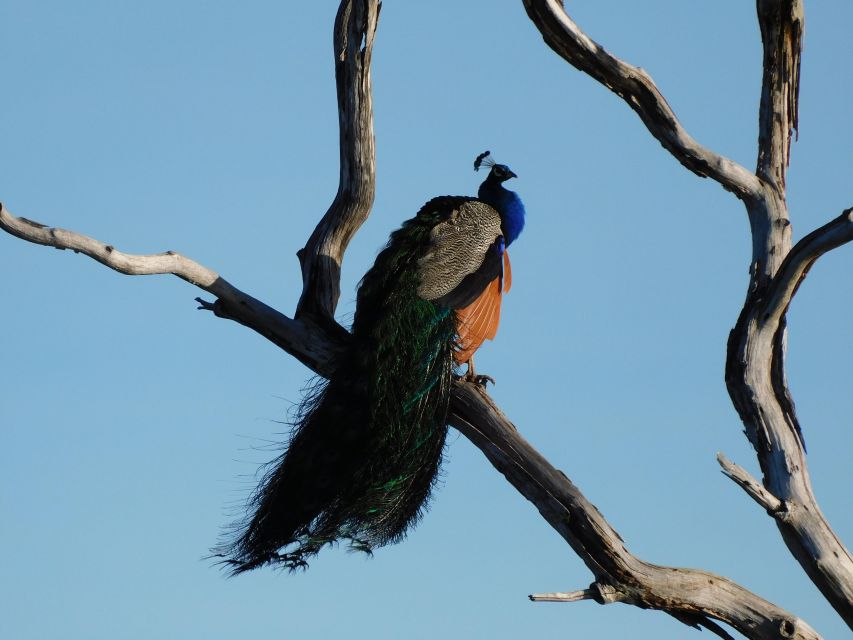 Bundala National Park Safari (PRIVATE TOURS) - Who should book this Bundala safari?
