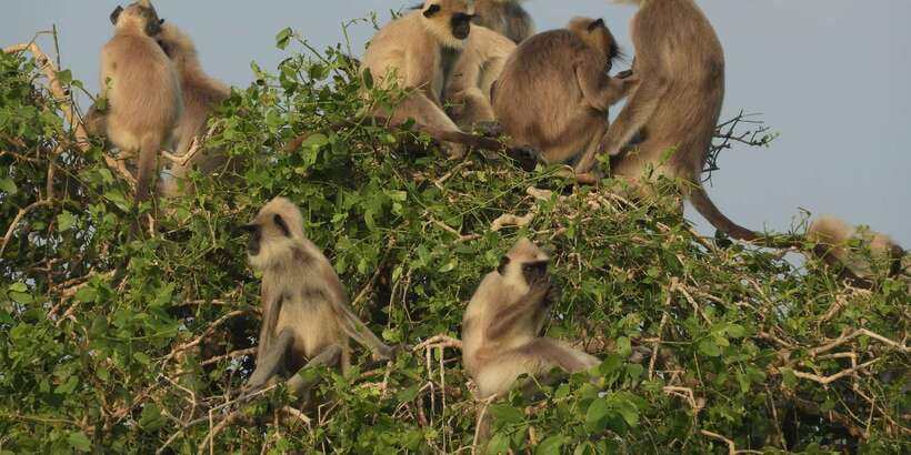 Bundala National Park Safari (PRIVATE TOURS) - Why Bundala is different from a standard Sri Lankan safari