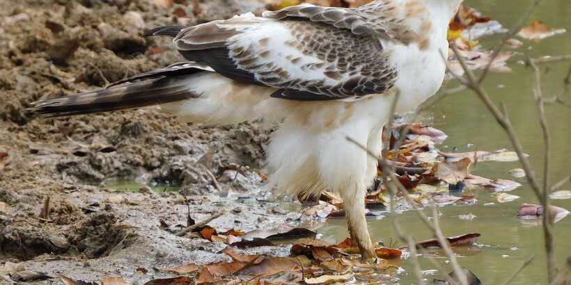Bundala National Park Safari (PRIVATE TOURS) - Five hours among lagoons, dunes, and birdlife