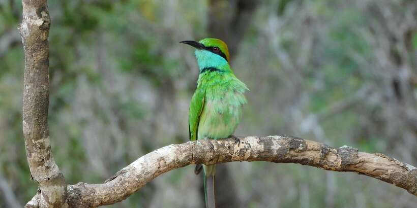 Bundala National Park Safari (PRIVATE TOURS) - Elephants, crocodiles, monkeys, and coastal wildlife