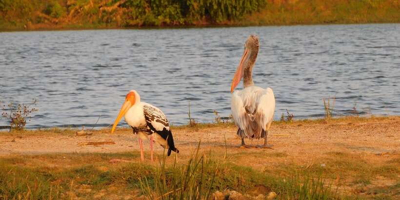 Bundala National Park Safari (PRIVATE TOURS) - The quieter choice beside Yala