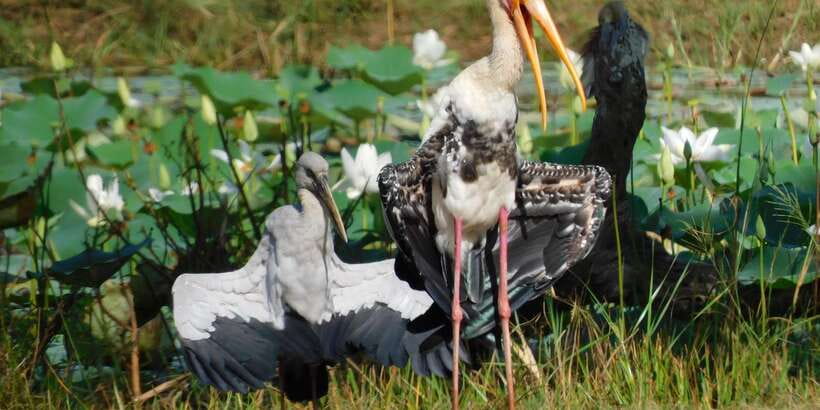 Bundala National Park Safari (PRIVATE TOURS) - What the $36 price really includes