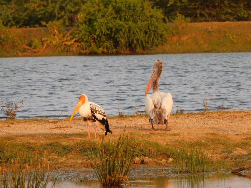 Bundala National Park Safari (PRIVATE TOURS) - Practical tips for getting more from the safari