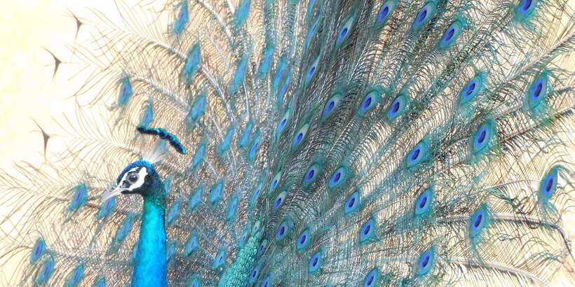 Bundala National Park Safari (PRIVATE TOURS) - Pickup from six southern Sri Lankan bases