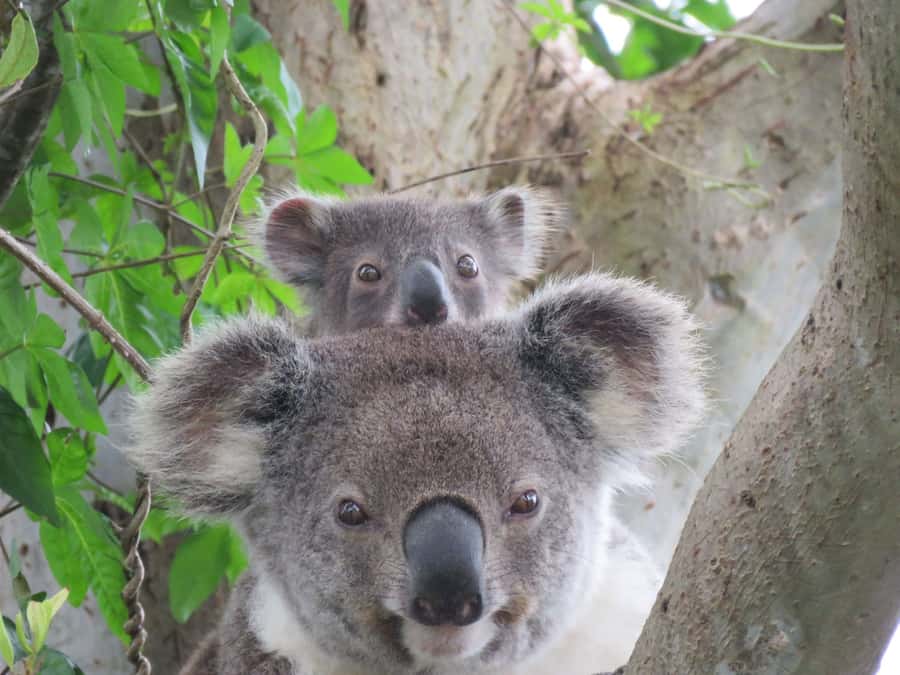 Byron Bay: Full-Day Wildlife Safari - Why this safari feels different from a wildlife park