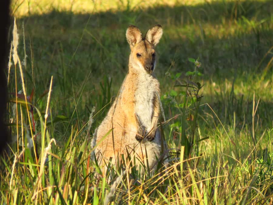 Byron Bay: Full-Day Wildlife Safari - Rainforest and wet areas: birds, reptiles, and smaller animals
