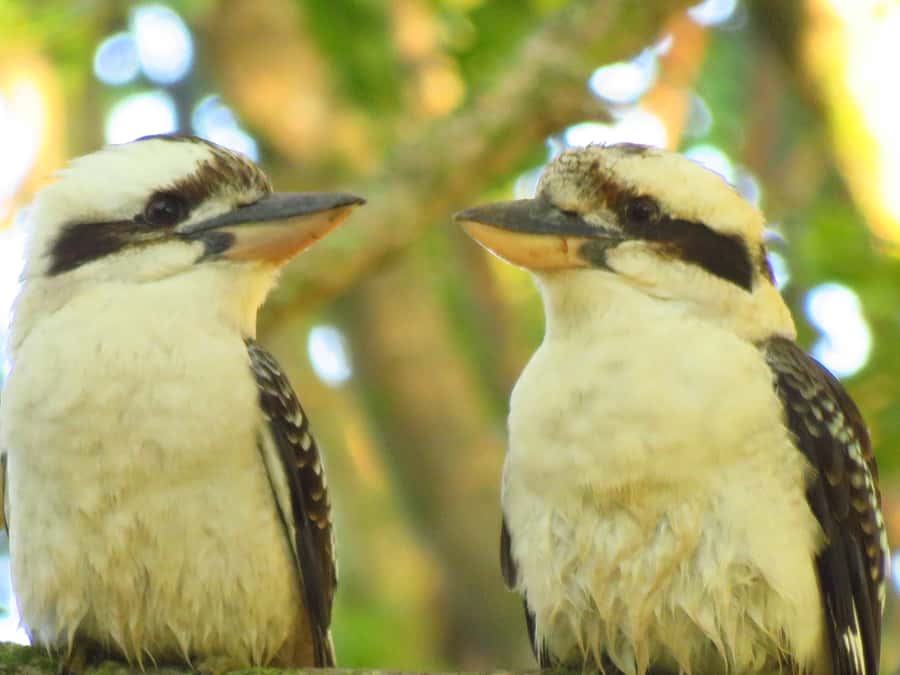 Byron Bay: Full-Day Wildlife Safari - Grassland: kangaroos, wallabies, and room to watch