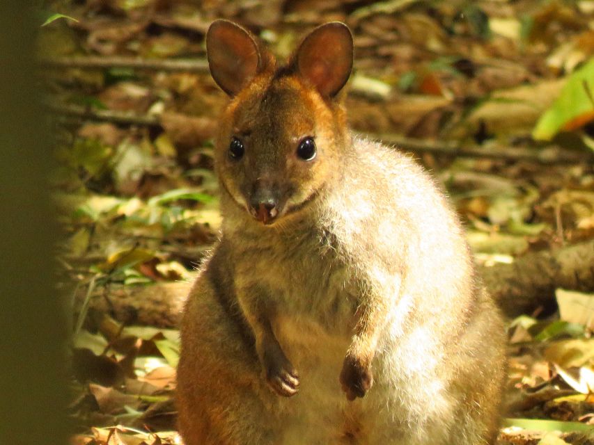 Byron Bay: Full-Day Wildlife Safari - Flying foxes and the bonus wildlife list