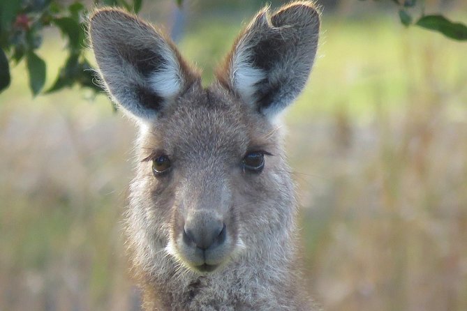 Byron Bay Wildlife Safari - Koalas, kangaroos, and a colony of flying foxes