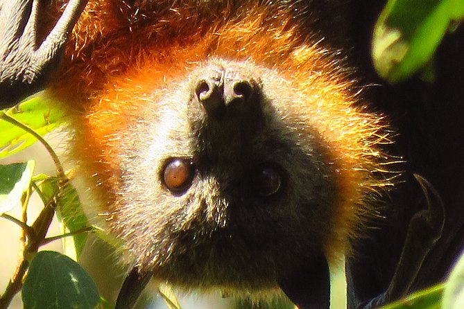 Byron Bay Wildlife Safari - Who will get the most from this safari