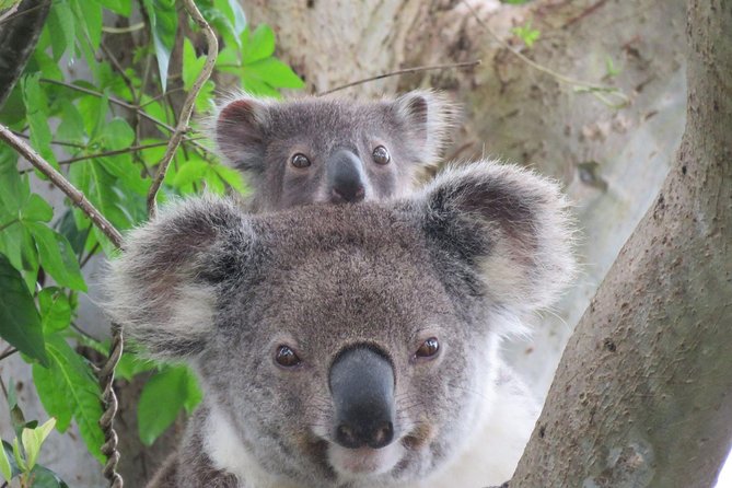 Byron Bay Wildlife Safari - Why the guide makes such a difference
