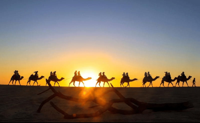 Cabo: Camel Safari Adventure with Tacos - Key points to know before booking