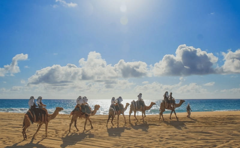 Cabo: Camel Safari Adventure with Tacos - Riding beside the Pacific Ocean
