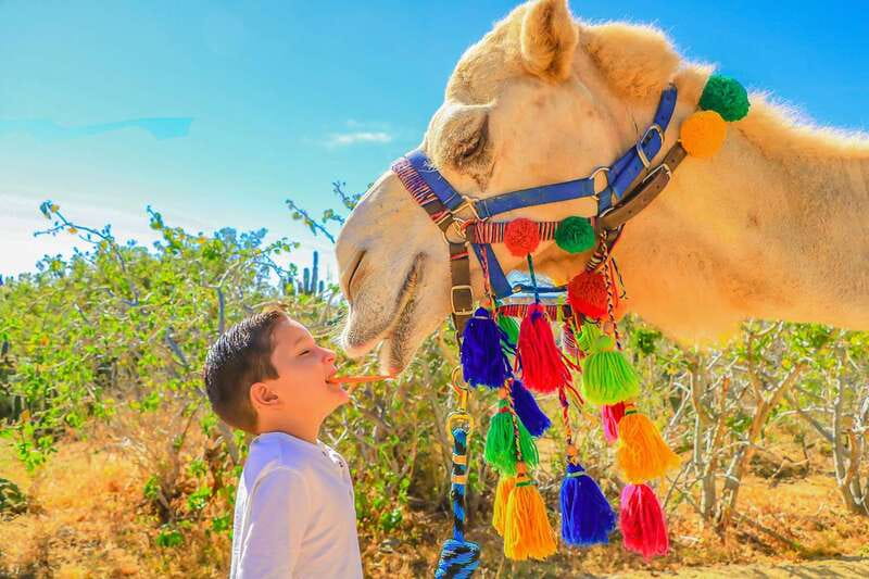 Cabo San Lucas: Camel Safari Tour with Lunch and Tequila - Tortillas, buffet lunch, and a proper break