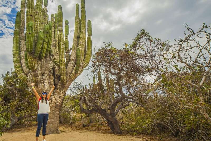 Cabo San Lucas: Camel Safari Tour with Lunch and Tequila - The real price: $124 for most adults