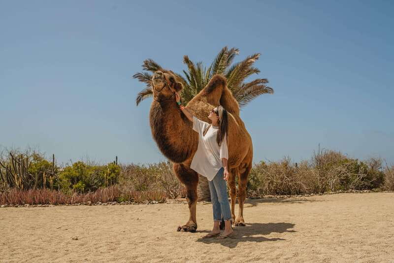 Cabo San Lucas: Camel Safari Tour with Lunch and Tequila - Guides can shape the whole day