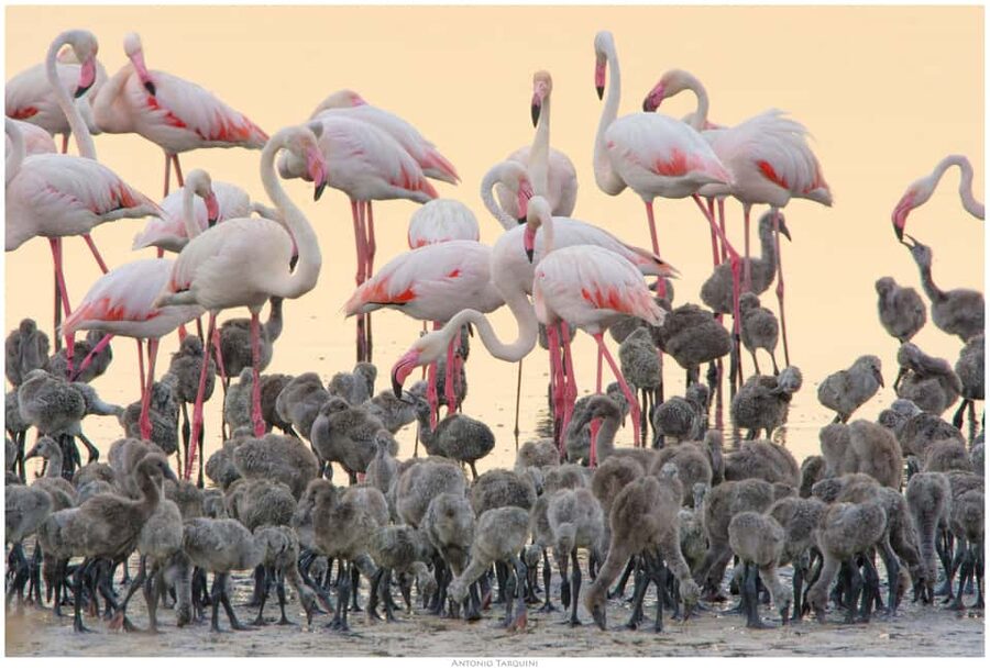 Cagliari: EcoSafari Flamingos Tour in Molentargius Park - Key points to know before booking